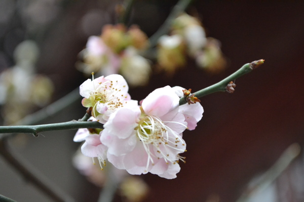 唯美粉色梅花图片