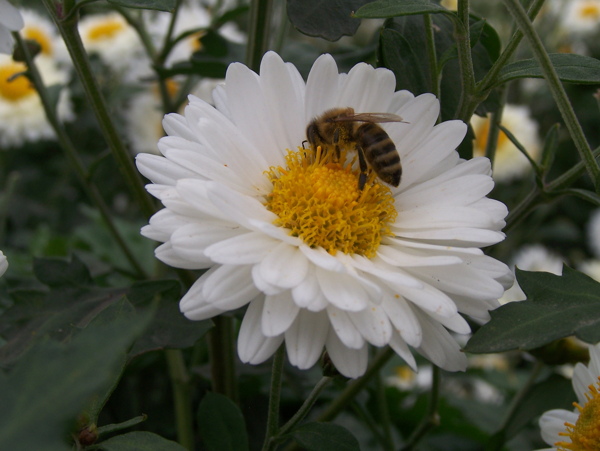 高清菊花与蜜蜂