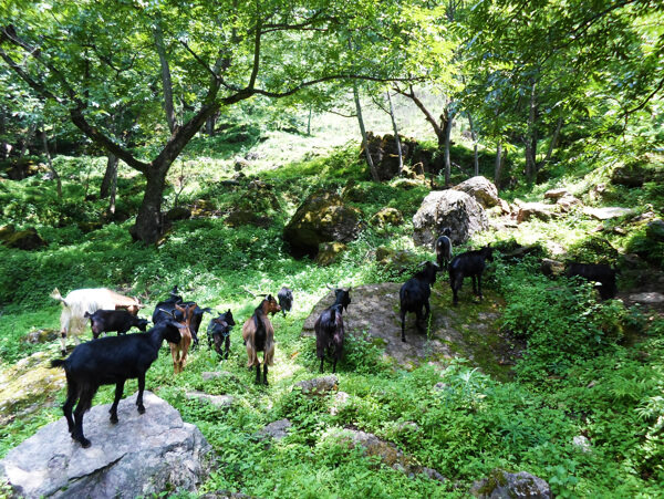 林间的羊群图片