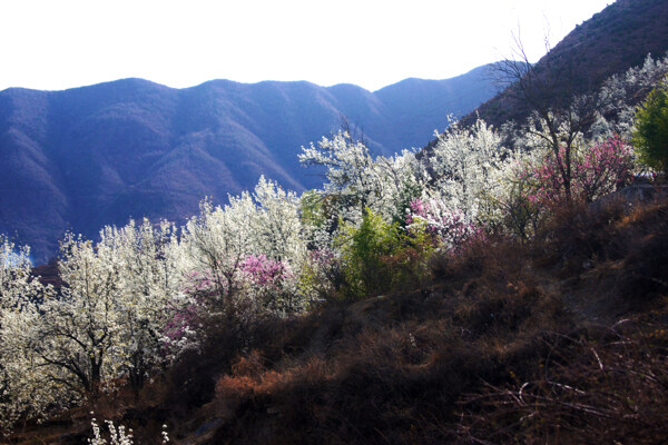 高山梨花