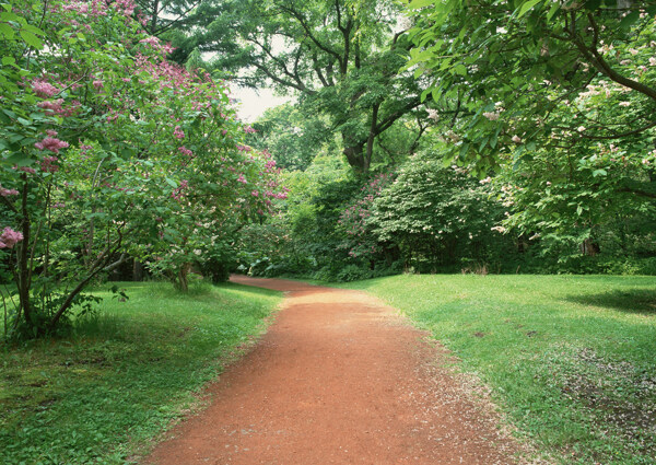 道路风景森林风景