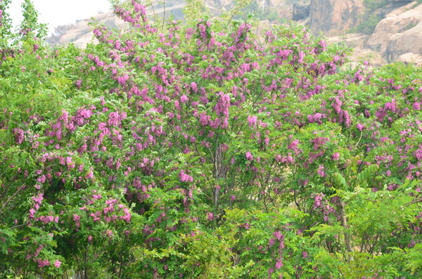 紫槐花图片