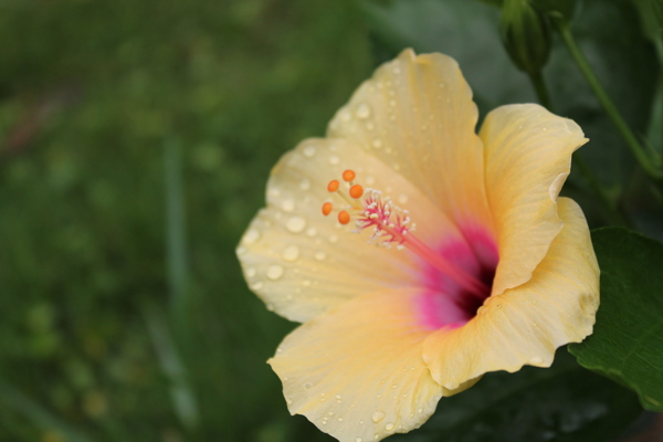 雨后木芙蓉花卉