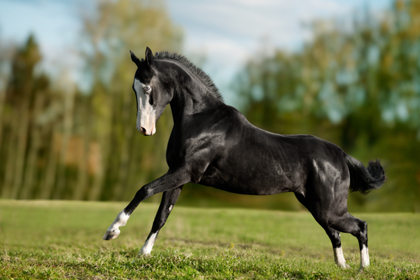 草地上奔跑的黑马