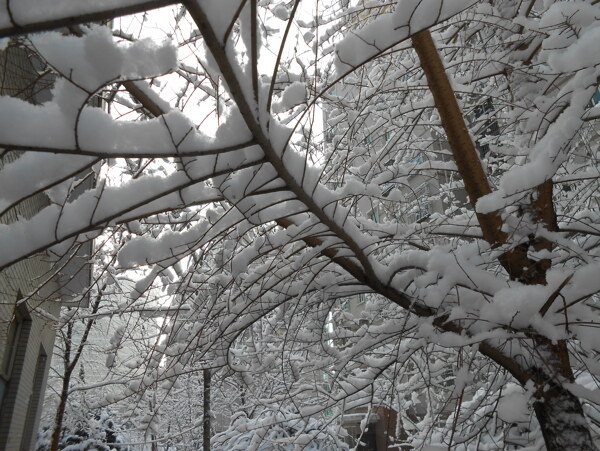 树枝上的雪