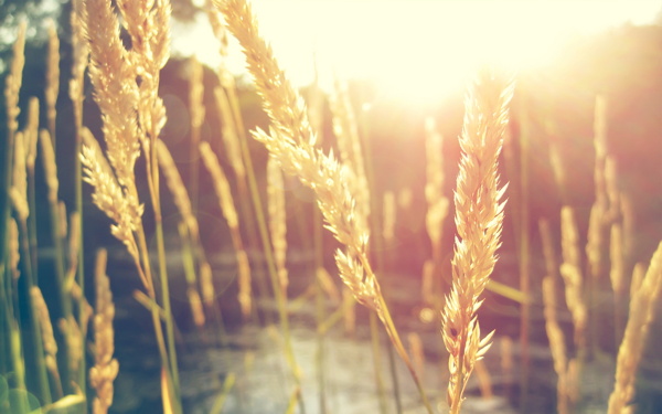 麦穗小麦稻丰收芒作植物芒种阳光