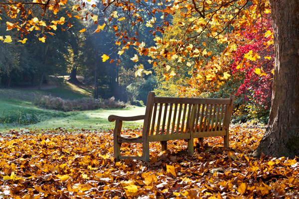 木椅子与树叶风景