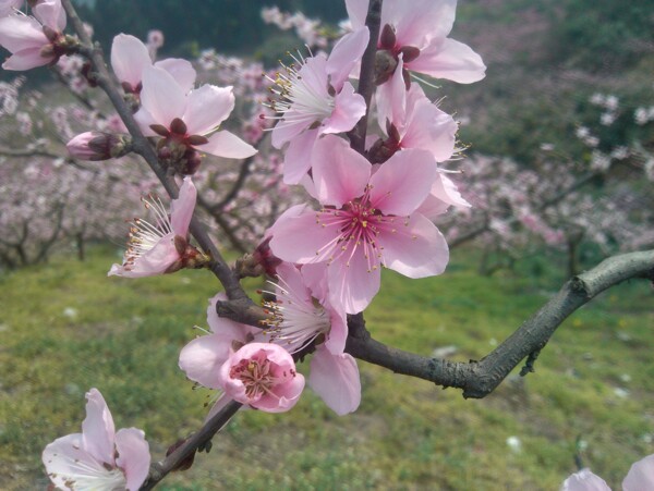 桃花图片