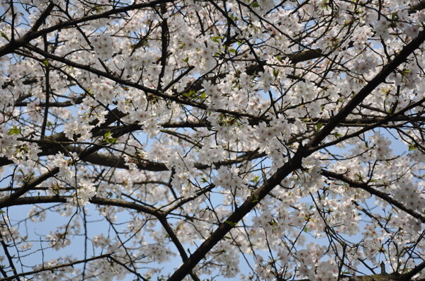 太子湾公园樱花