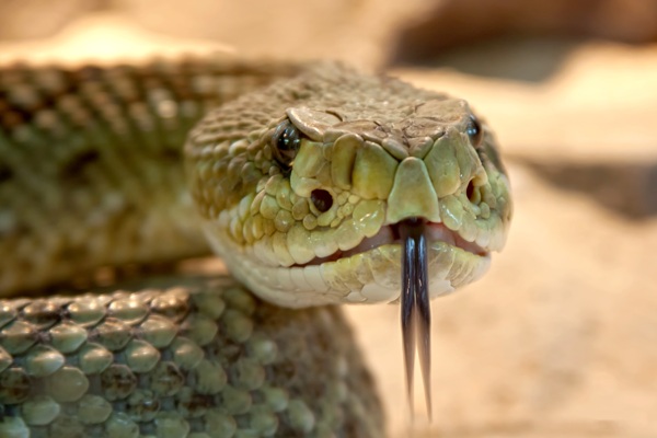 吐舌头的响尾蛇