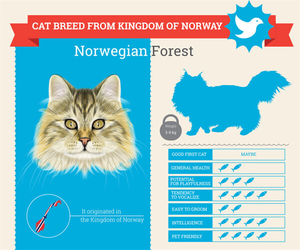 挪威猫咪漫画图片