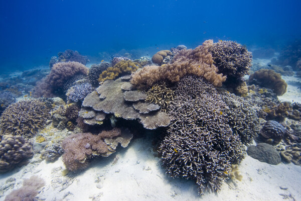 海底生物摄影图片