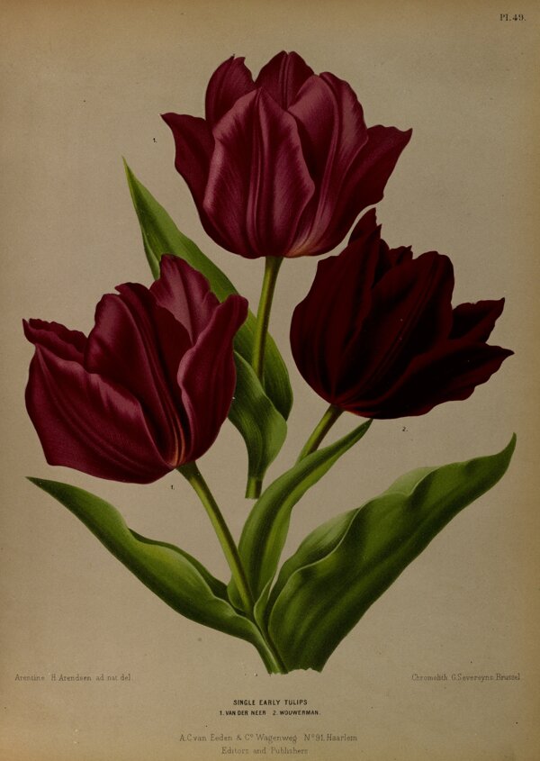 复古手绘郁金香植物图插画图片