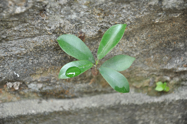 围墙小草图片