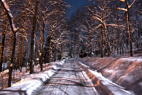 冬天道路边的树木图片
