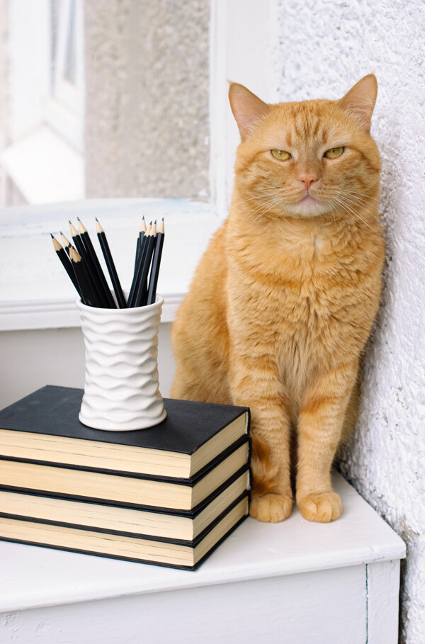 书本笔筒与小猫图片