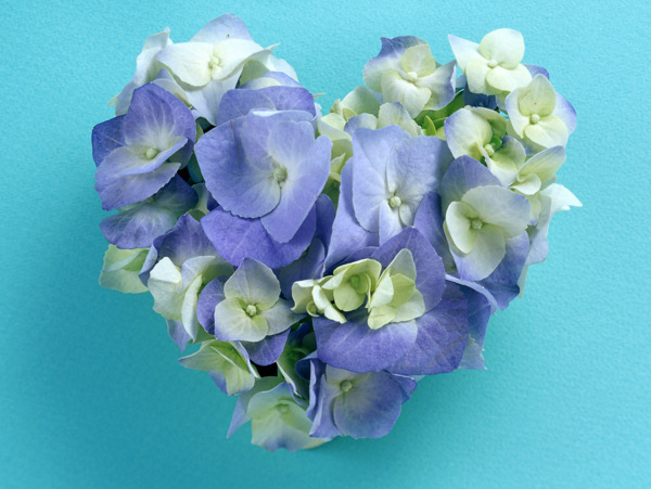 花的艺术浪漫的爱淡紫蓝色兰花心型花艺花环