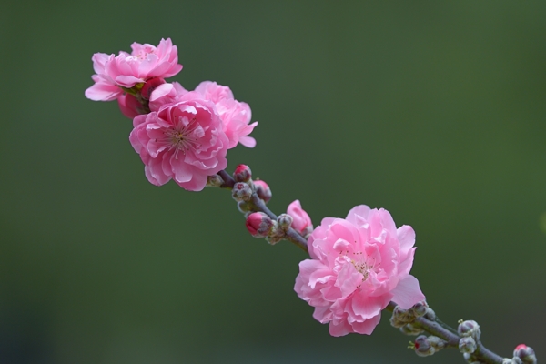 阳光下的桃花