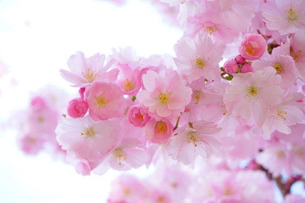 美丽的日本樱花