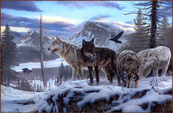 雪原上的狼群