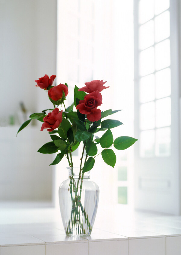 红色玫瑰花瓶图片