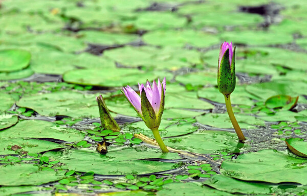 池塘荷花素材