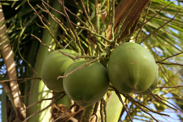椰子水果
