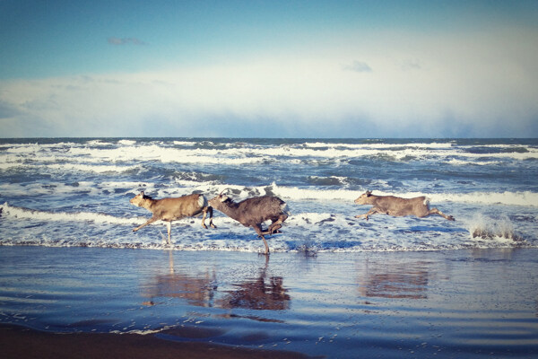 海边羚羊图片