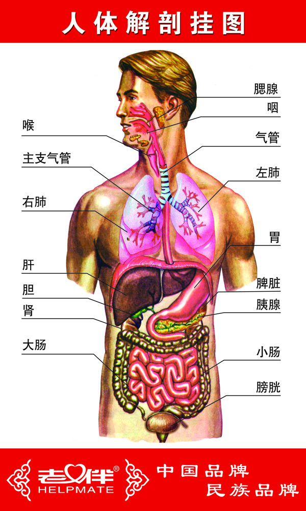 人体解剖图