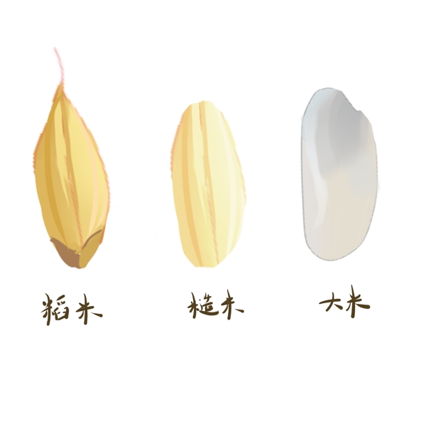 稻米糙米大米的手绘区别插画