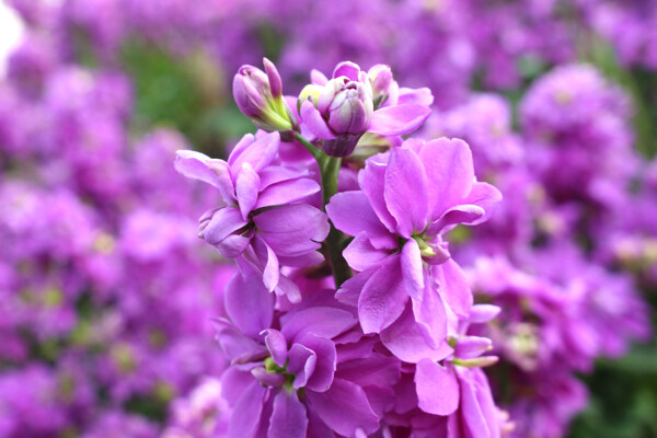紫色苜蓿花高清图