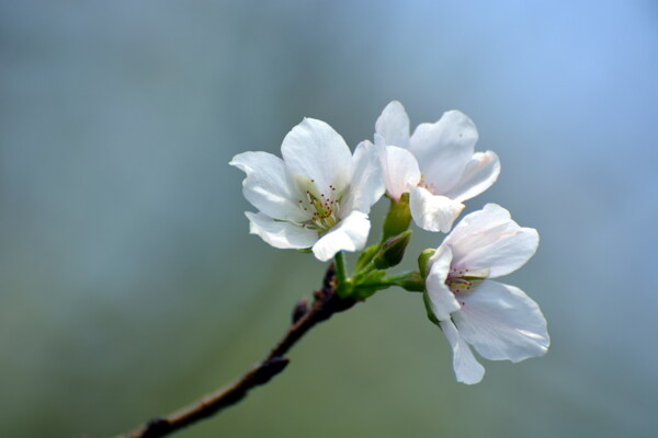 一支白色樱花图片