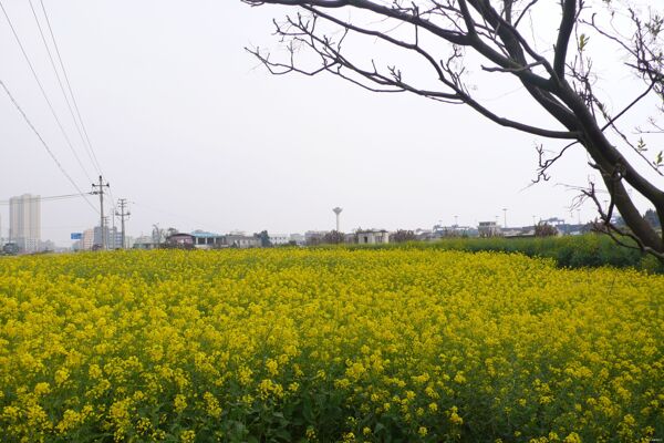 油菜花海图片