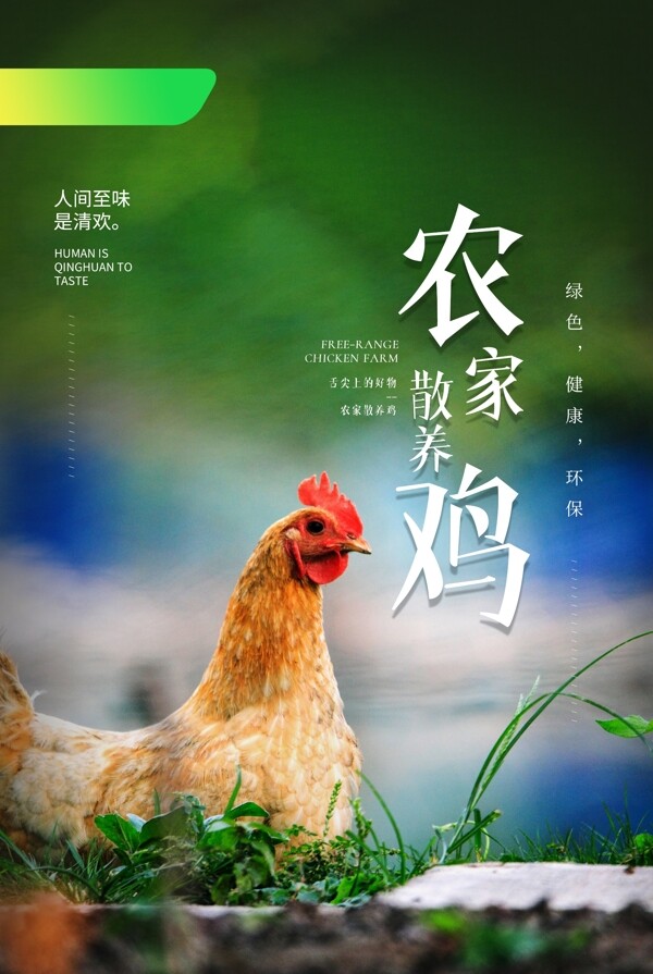 农家鸡生态活动促销宣传海报素材