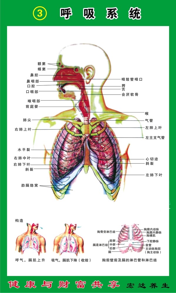 呼吸系统构造图图片