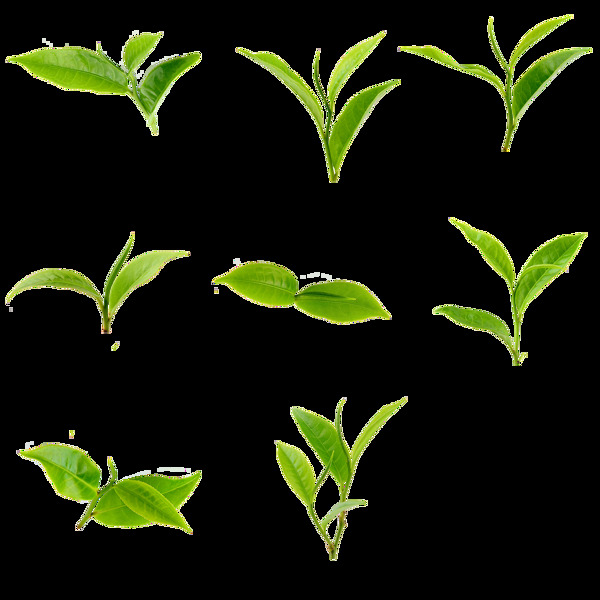 绿色植物叶子png元素