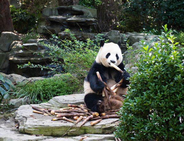 熊猫吃竹笋大图图片