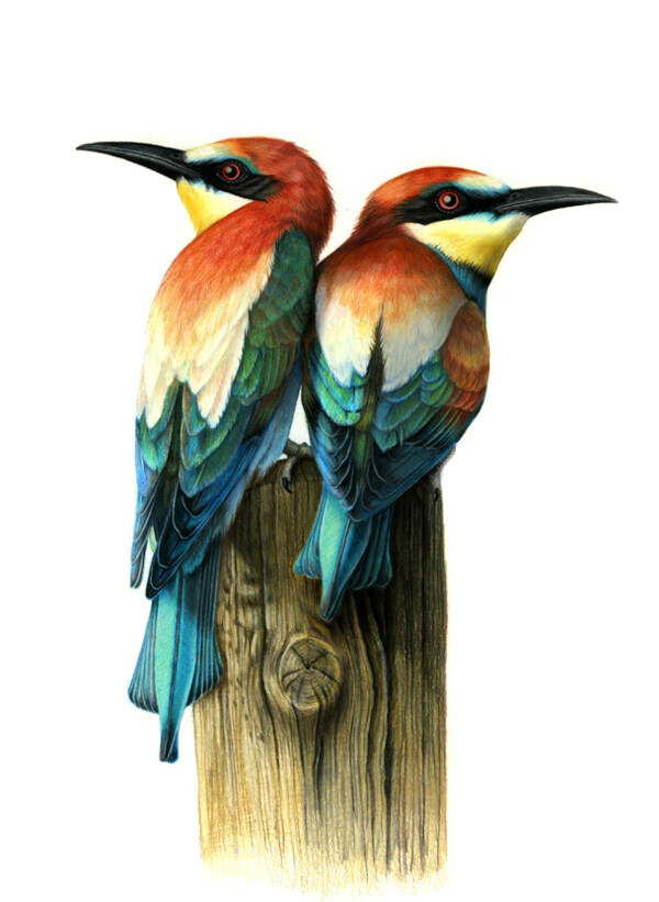 位图艺术效果手绘动物鸟免费素材