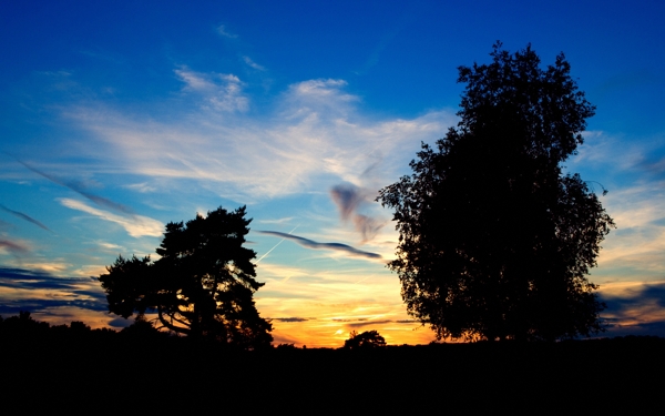 黄昏时天空下的树木剪影图片