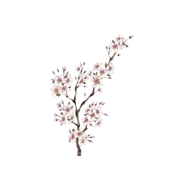 白色花树设计元素