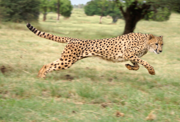 奔跑中的豹子摄影