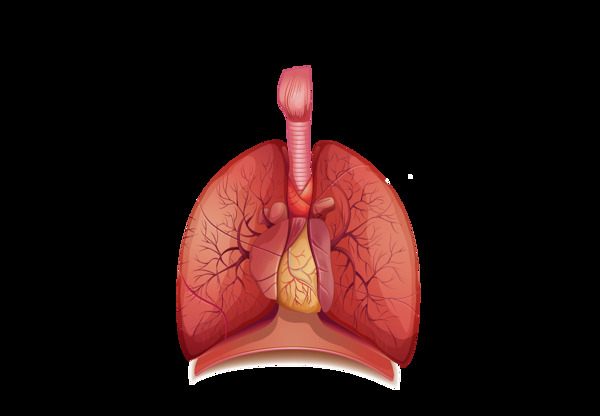 卡通红色肺叶png元素