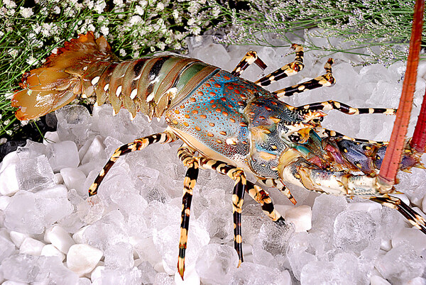 海鲜澳洲龙虾图片