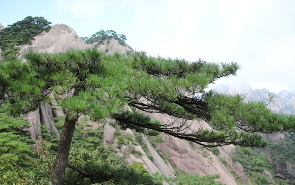 黄山风光图片