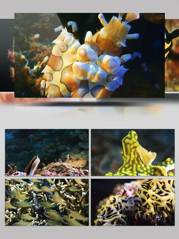 2K超清海底动物生物特写镜头实拍视频