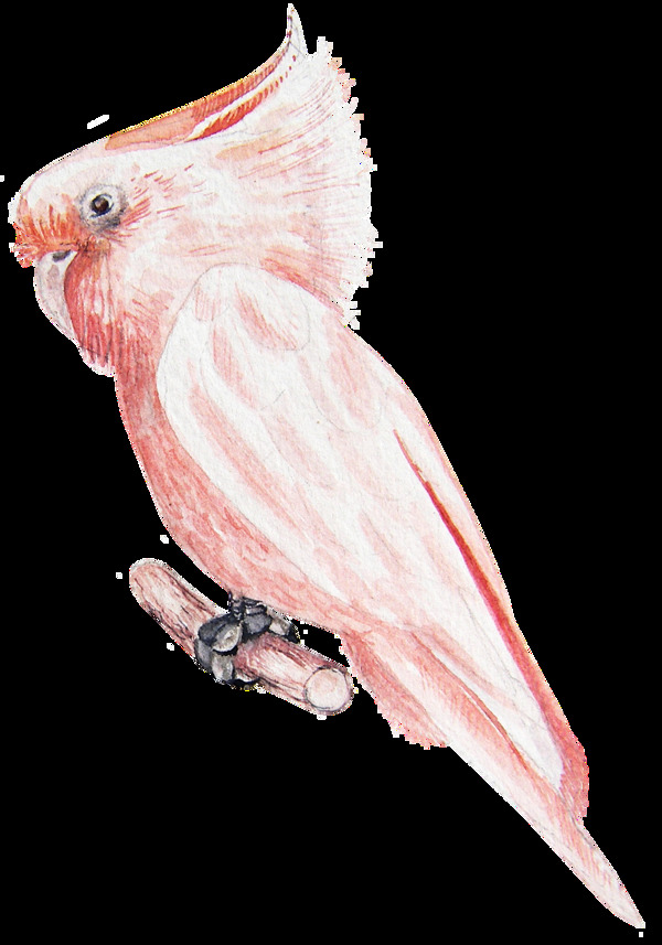 一只淡粉色鹦鹉透明素材png