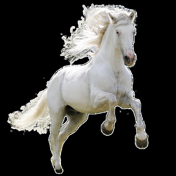 白色马匹透明素材
