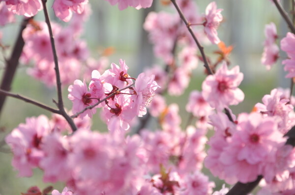 桃花图片