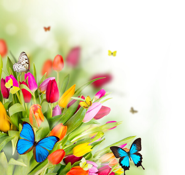 郁金香鲜花与蝴蝶图片