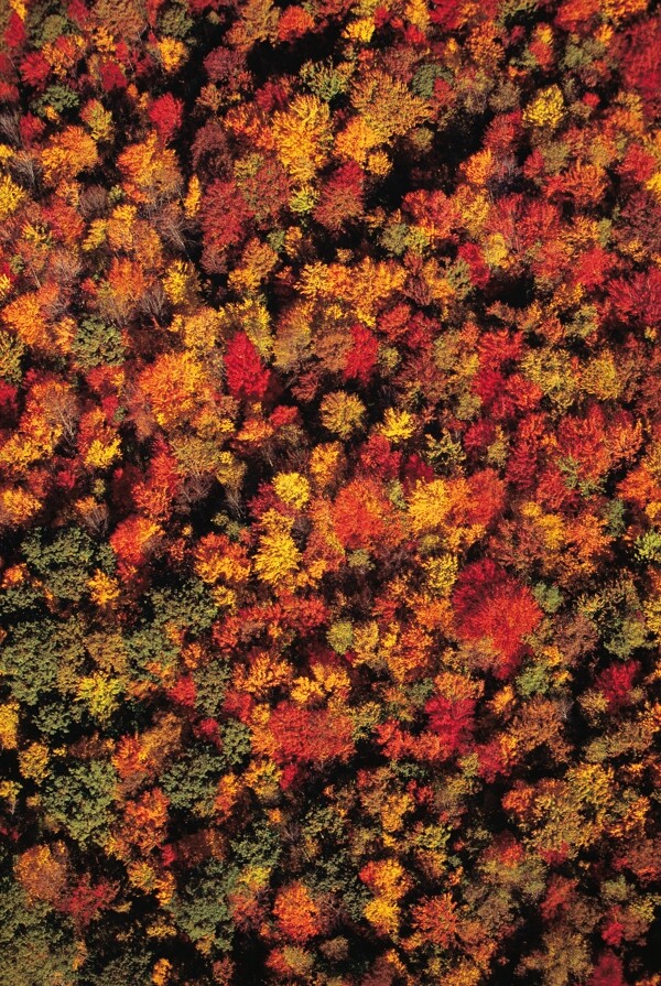 秋天的枫树林摄影图片